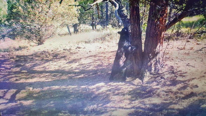 OTC black bear hunting opportunities in Arizona - 8
