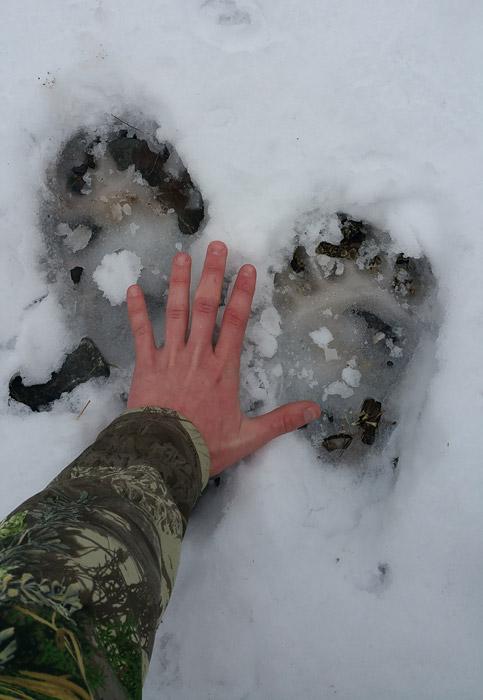 Bear tracks in snow