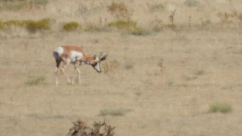 More scouting photos of antelope