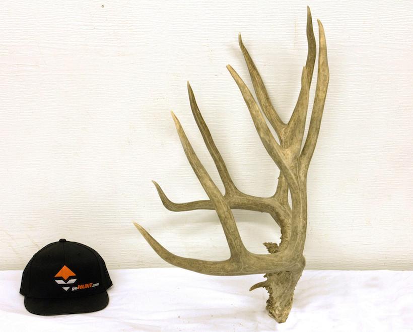 Mule deer resize left_0