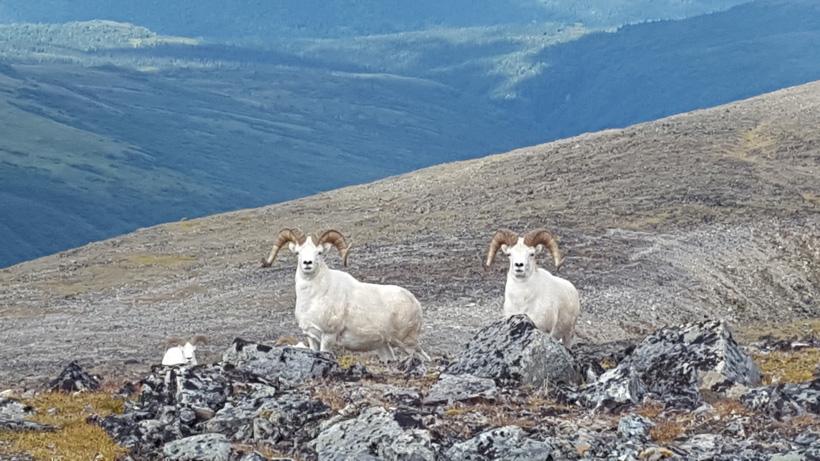 A wide-flaring Dall sheep ram