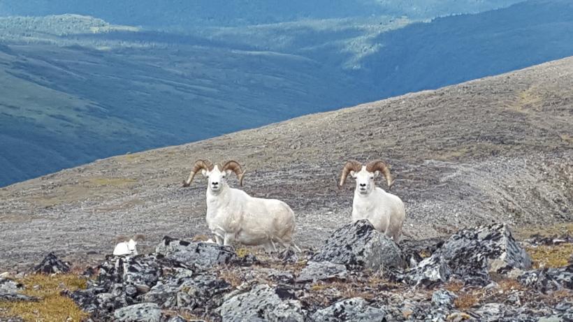 9 days of bad weather made for the perfect Dall sheep hunt - 27