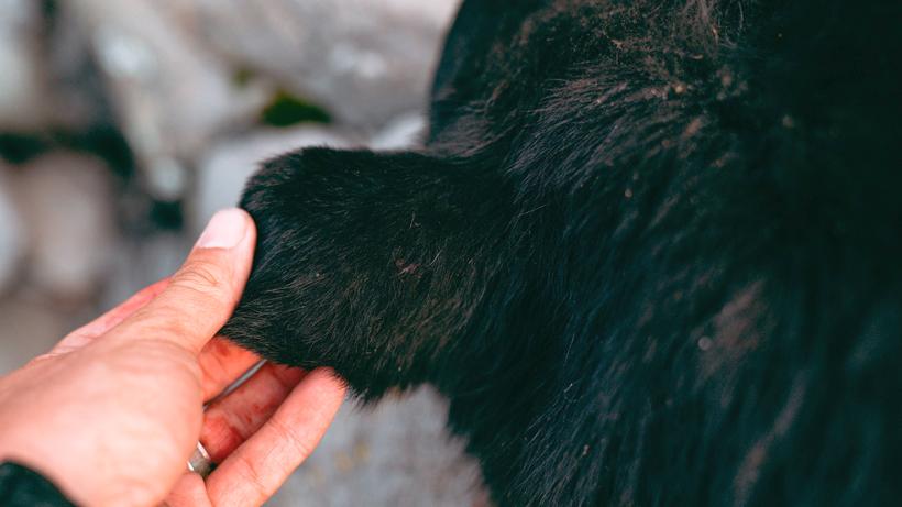 Spring bear hunting bear ear