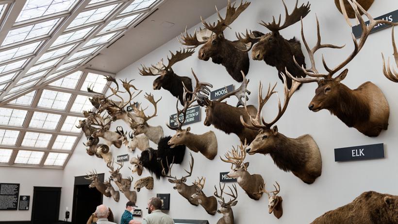Mounts displayed at national collection of heads and horns
