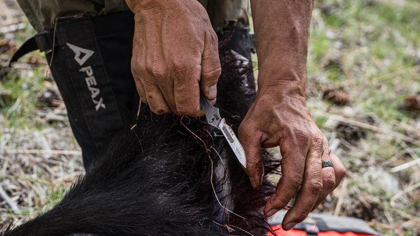 Cutting meat with ibex mini knife
