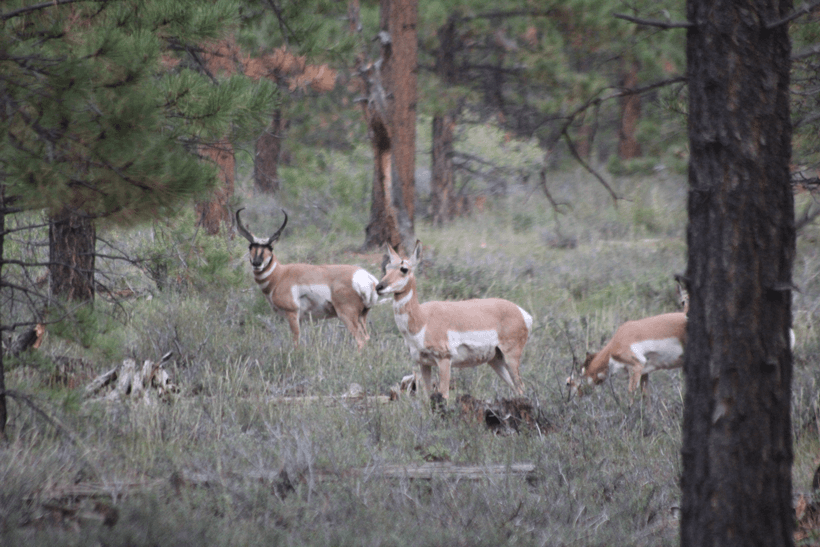 APPLICATION STRATEGY 2015: Utah elk & antelope - 3d