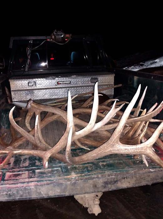 Wyoming men charged with antler poaching - 0