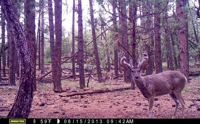 Massive coues deer trail camera photo from darren choate