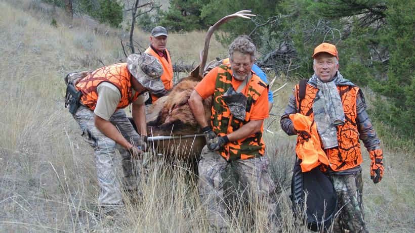 Packing out a montana bull elk