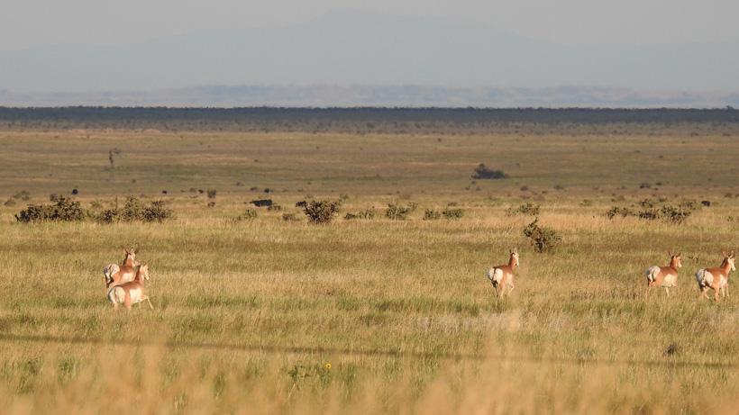 Antelope running away from hunters