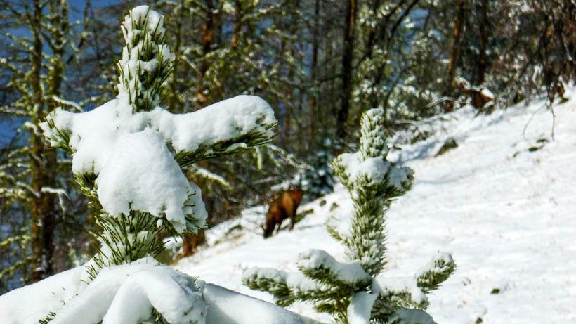 Elk standing in the snow