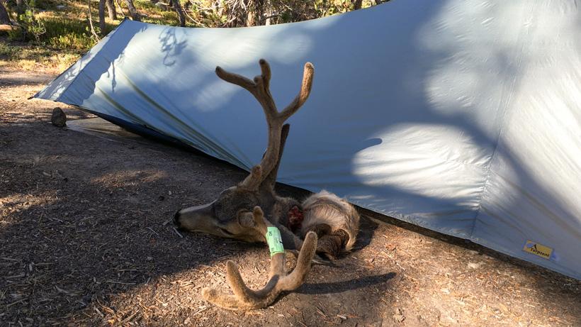California archery blacktail deer back at camp