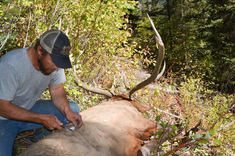 Preparing to process the bull elk