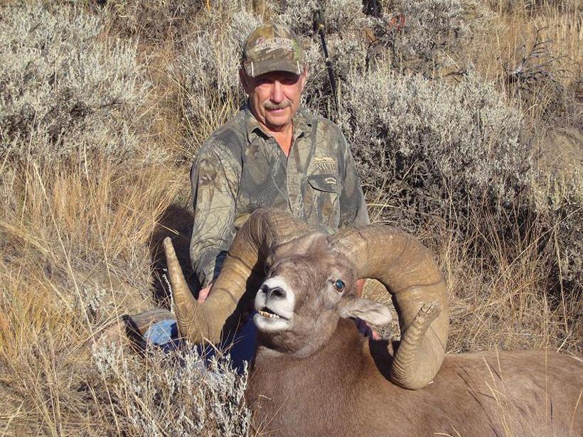 Montana bighorn ram