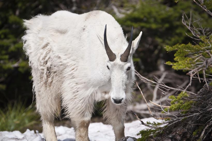 APPLICATION STRATEGY 2015: Montana sheep, moose, goat, bison - 7d
