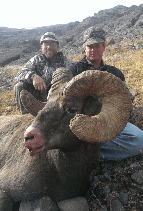 Shoshone lodge outfitters sheep 3