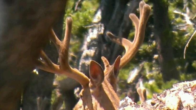 Wyoming mule deer 8