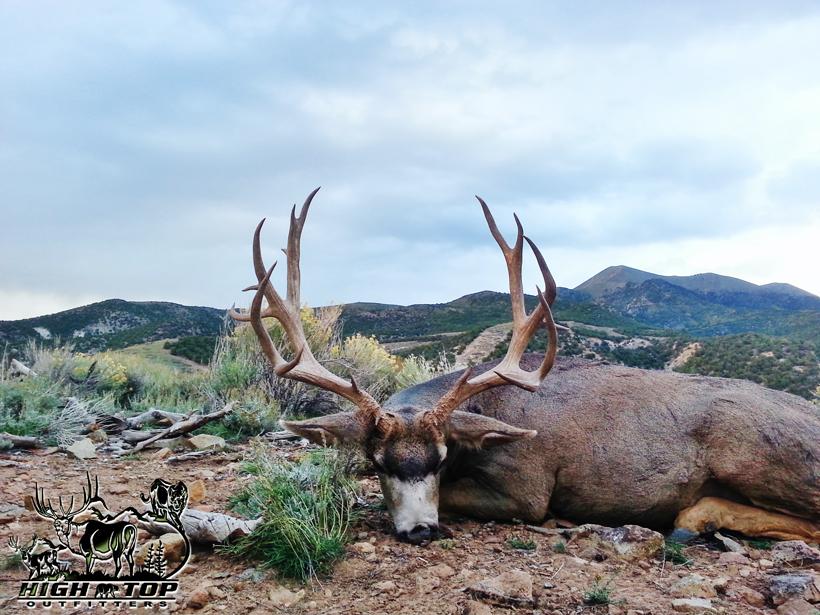 High Top Outfitters mule deer