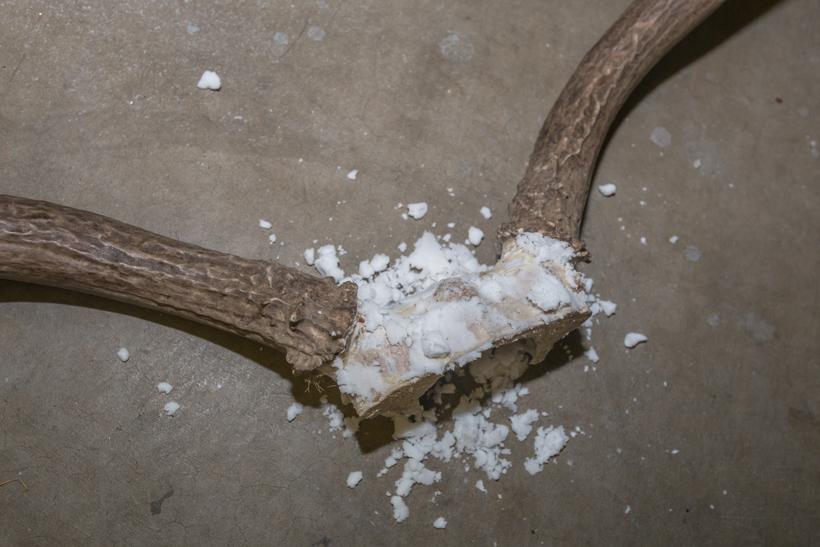 Drying out the skull