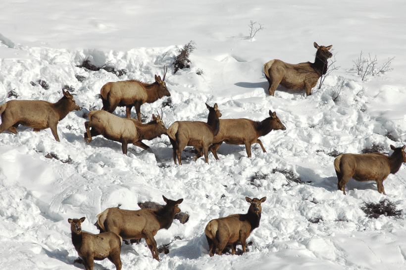 Small herd of elk