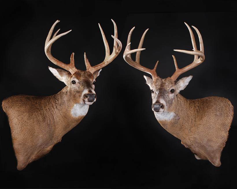 Stephen spurlock whitetail buck mounts