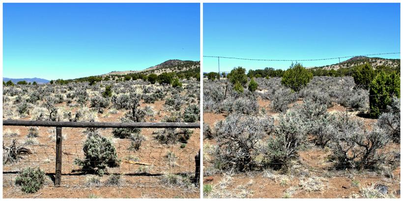 Cattle and deer exclosures