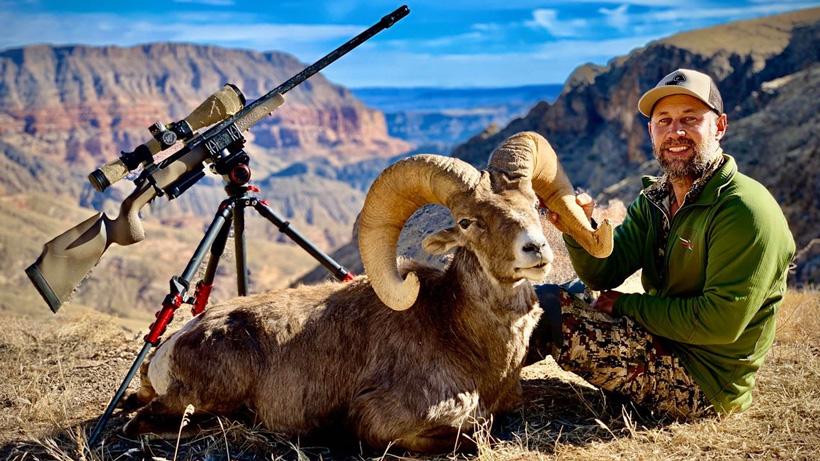Case smith bighorn sheep