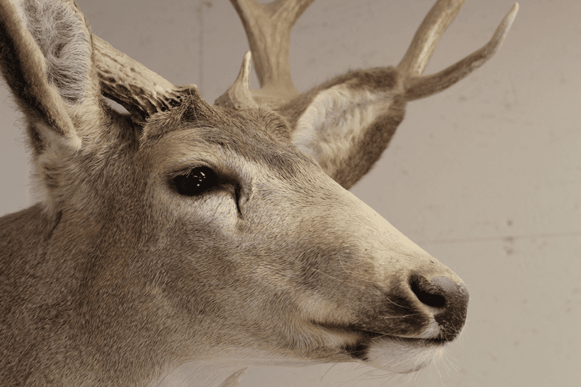 Old mule deer mount nose