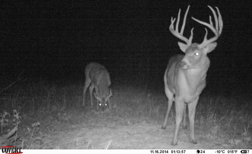 The Big Ten whitetail buck trail camera photo