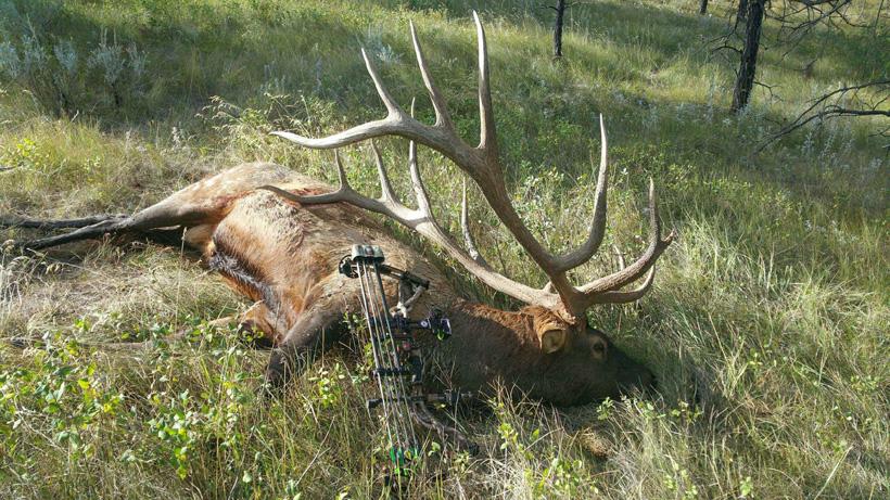 Steve felix montana archery world record elk field photo