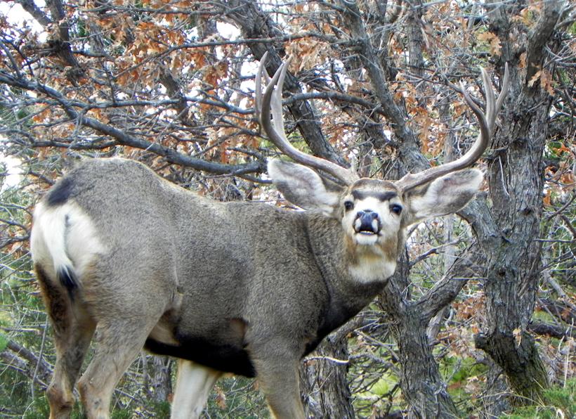 Rutting mule deer