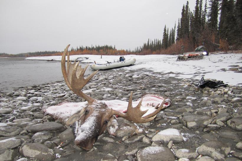 Dave loescher alaska bull moose
