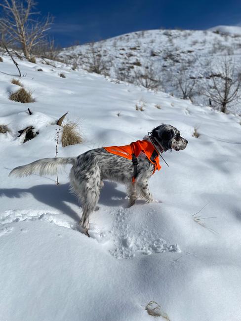 Late season upland bird hunting dog on point