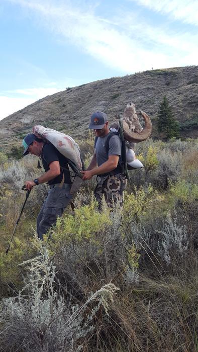 Packing out the bighorn sheep meat