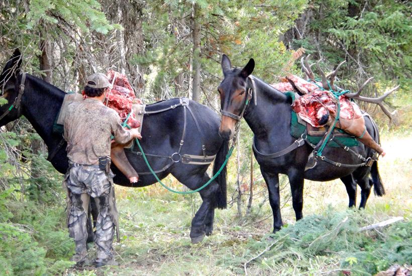 Packing out a bull elk with horses