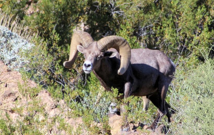 Dolly ram field judging example by jay scott outdoors