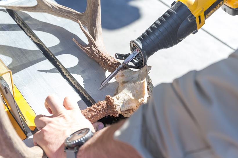 Cutting off antlers 3