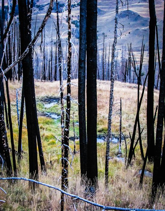 Elk wallows in old burn