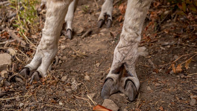 Llama feet