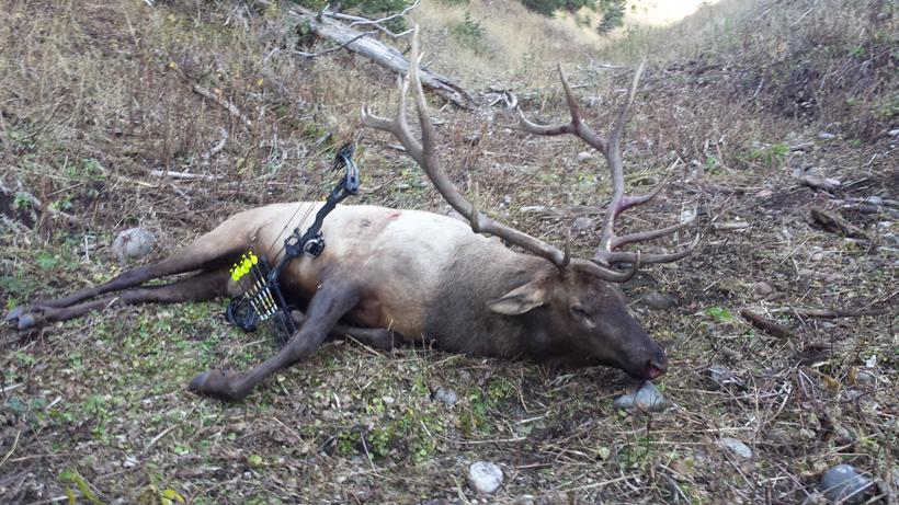 Jake horton elk archery