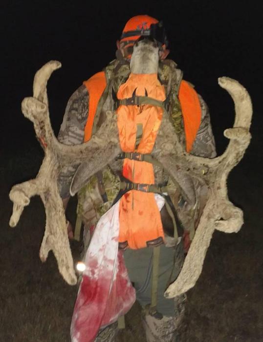 Packing out highcountry velvet mule deer in colorado