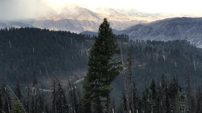 View of a lush green valley filled with trees, with slightly snow-covered mountains in the background