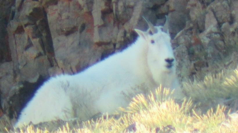 Bedded mountain goat