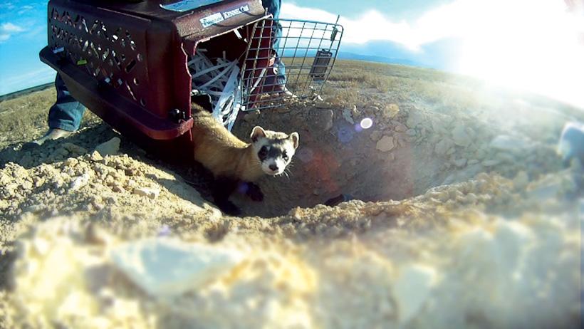 Hunting benefits ferret conservation