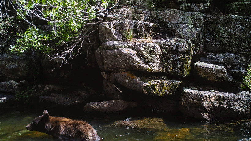 Black bear water.gif