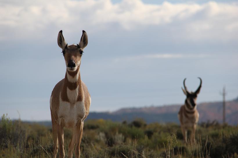 Antelope doe and buck
