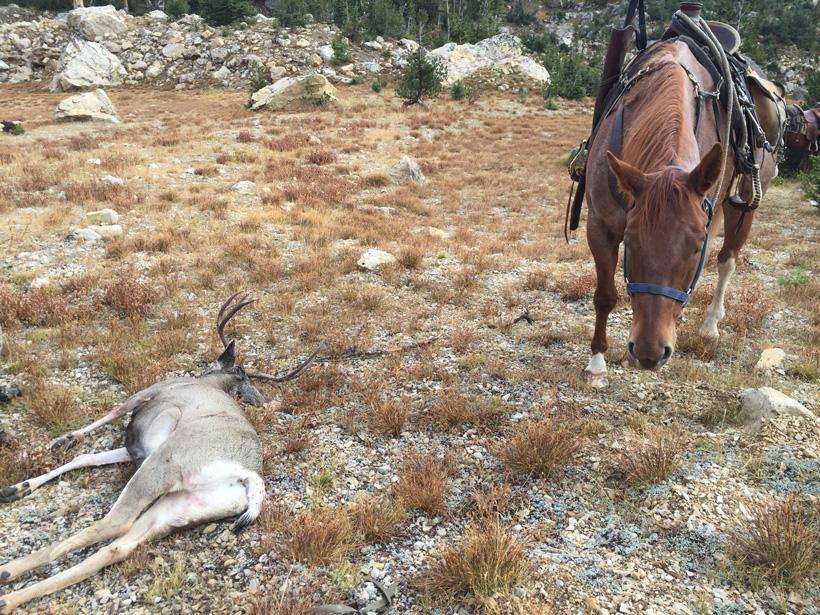 Dragging a mule deer using a horse