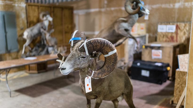 Tape on horns from scoring ram