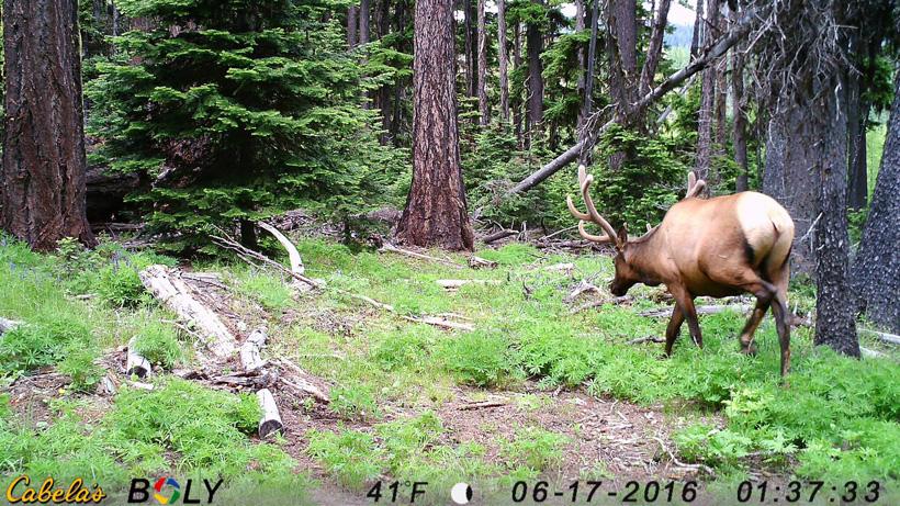 An elk hunting season to remember - 1