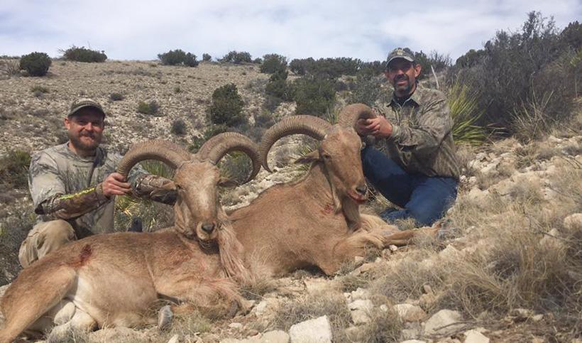 New mexico barbary sheep taken with jh outfitting